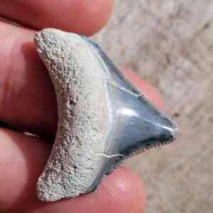 Bone Valley Megalodon Tooth