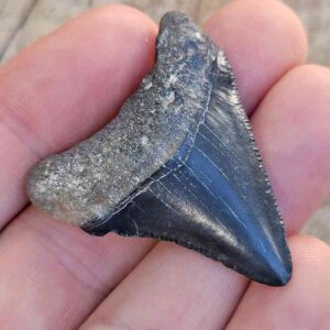 Bone Valley Megalodon Tooth