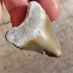Bone Valley Megalodon Tooth