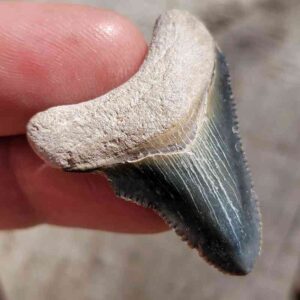 Bone Valley Megalodon Tooth