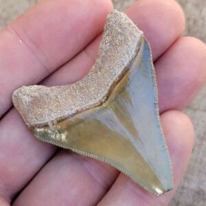 Bone Valley Megalodon Tooth