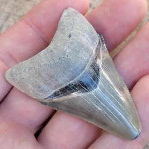 Bone Valley Megalodon Tooth