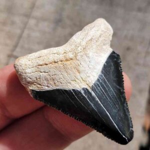 Bone Valley Megalodon Tooth
