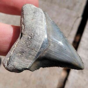 Bone Valley Megalodon Tooth