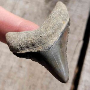 Bone Valley Megalodon Tooth