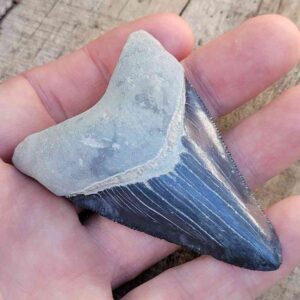 Bone Valley Megalodon Tooth