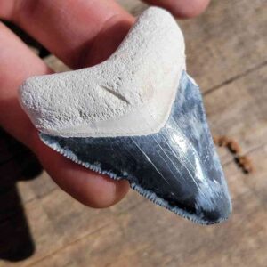 Bone Valley Megalodon Tooth