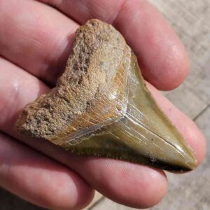 Bone Valley Megalodon Tooth