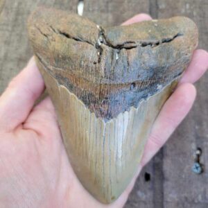 5.5" Megalodon Shark Teeth