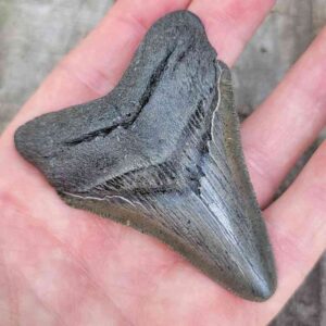 Megalodon Shark Tooth