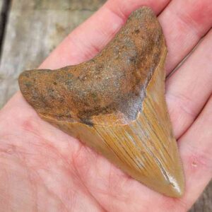Megalodon Shark Tooth