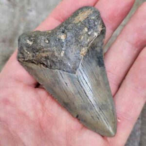 Megalodon Shark Tooth