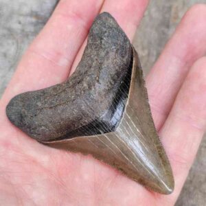 Megalodon Shark Tooth