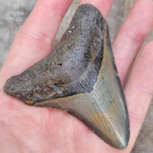 Megalodon Shark Tooth