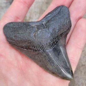 Megalodon Shark Tooth