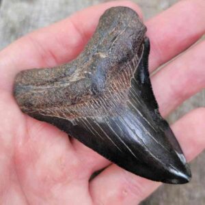 Megalodon Shark Tooth