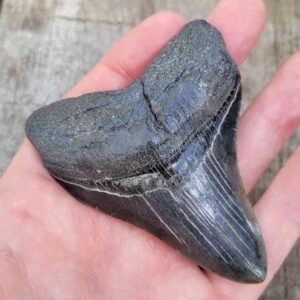 3 Inch Megalodon Shark Tooth