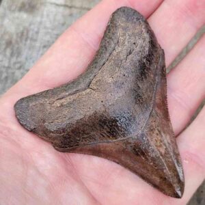 3 Inch Megalodon Shark Tooth