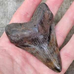 3 Inch Megalodon Shark Tooth