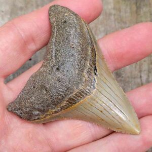 3 Inch Megalodon Shark Tooth