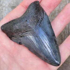 3 Inch Megalodon Shark Tooth