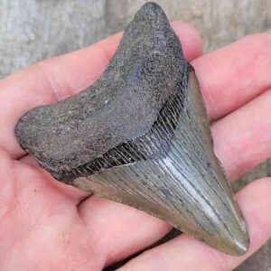 3 Inch Megalodon Shark Tooth