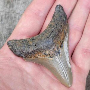 3 Inch Megalodon Shark Tooth