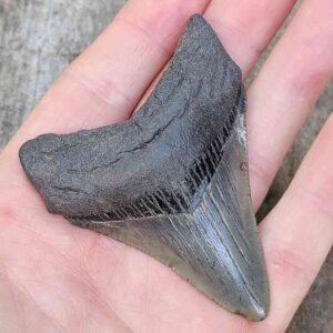3 Inch Megalodon Shark Tooth