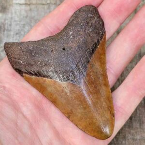 3 Inch Megalodon Shark Tooth
