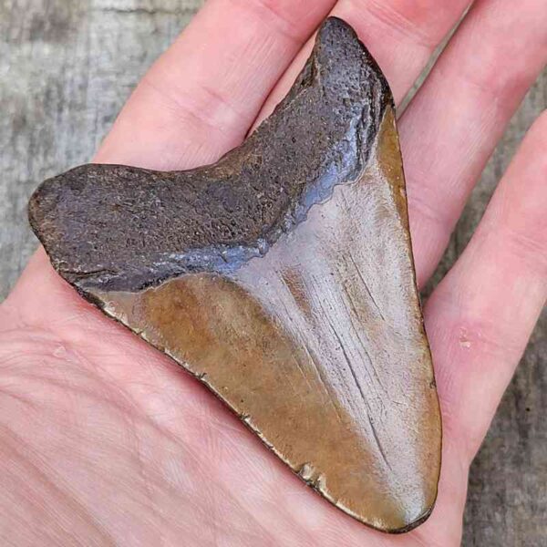 3 Inch Megalodon Shark Tooth
