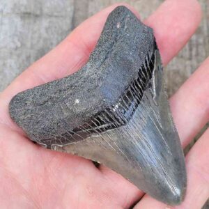 3 Inch Megalodon Shark Tooth