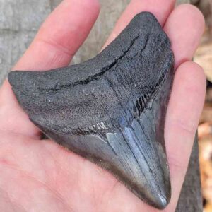 3 Inch Megalodon Shark Tooth