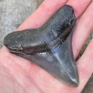 3 Inch Megalodon Shark Tooth