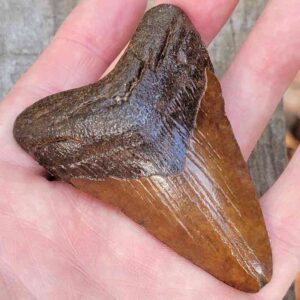 3 Inch Megalodon Shark Tooth