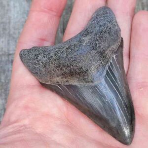 3 Inch Megalodon Shark Tooth