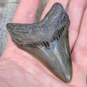 3 Inch Megalodon Shark Tooth
