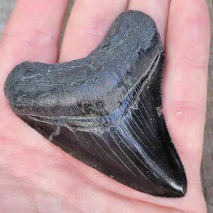3 Inch Megalodon Shark Tooth
