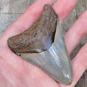 3 Inch Megalodon Shark Tooth