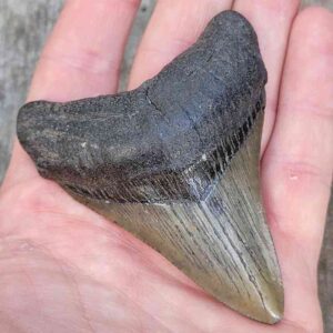 3 Inch Megalodon Shark Tooth