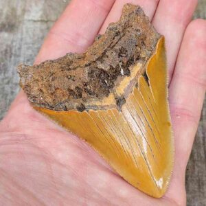 3 inch Megalodon Shark Tooth