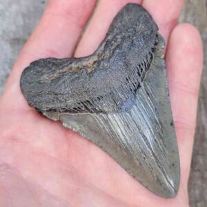 3 inch Megalodon Shark Tooth