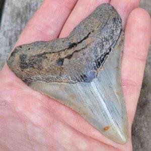 3 inch Megalodon Shark Tooth