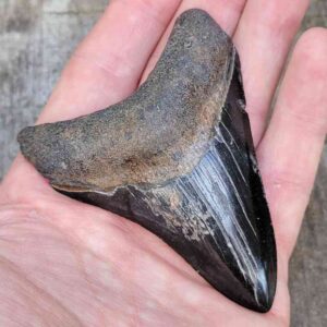 3 inch Megalodon Shark Tooth