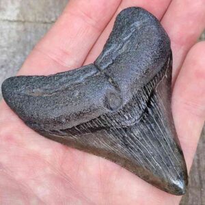 3 inch Megalodon Shark Tooth