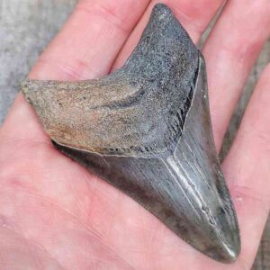 3 inch Megalodon Shark Tooth