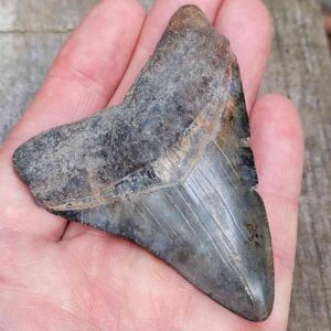 3 inch Megalodon Shark Tooth