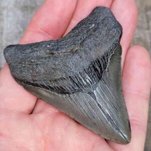 3 inch Megalodon Shark Tooth