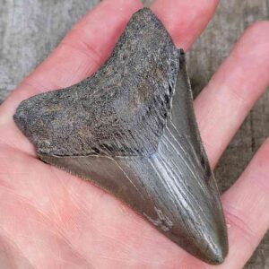 3 inch Megalodon Shark Tooth