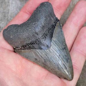 3 Inch Megalodon Shark Tooth