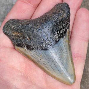 3 Inch Megalodon Shark Tooth